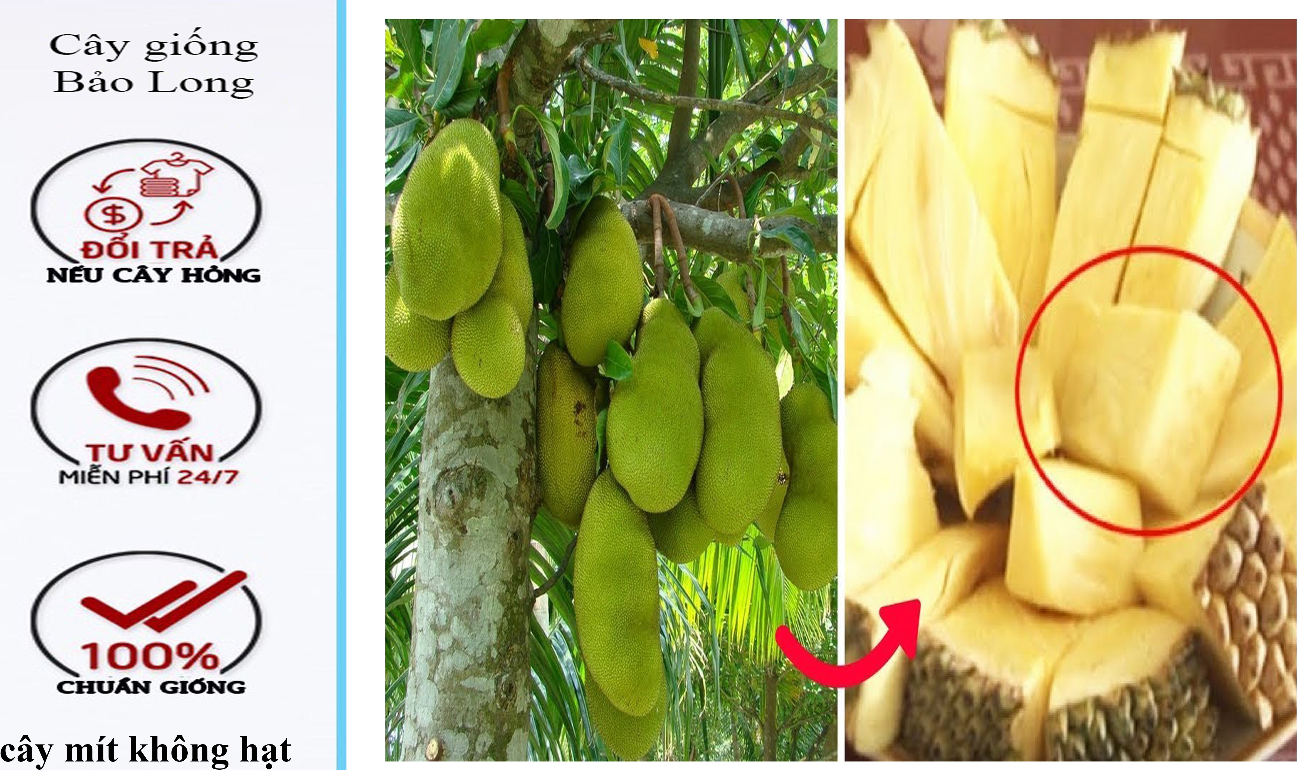 Cây giống mít không hạt, cây mít ghép (tặng xơ dừa)