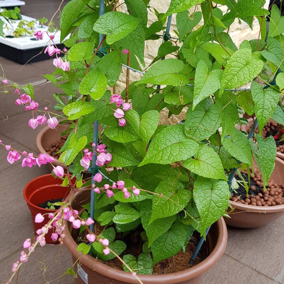 Hoa cảnh Ty gôn ( Tigon, hiếu nữ ) trang trí không gian thêm khác lạ