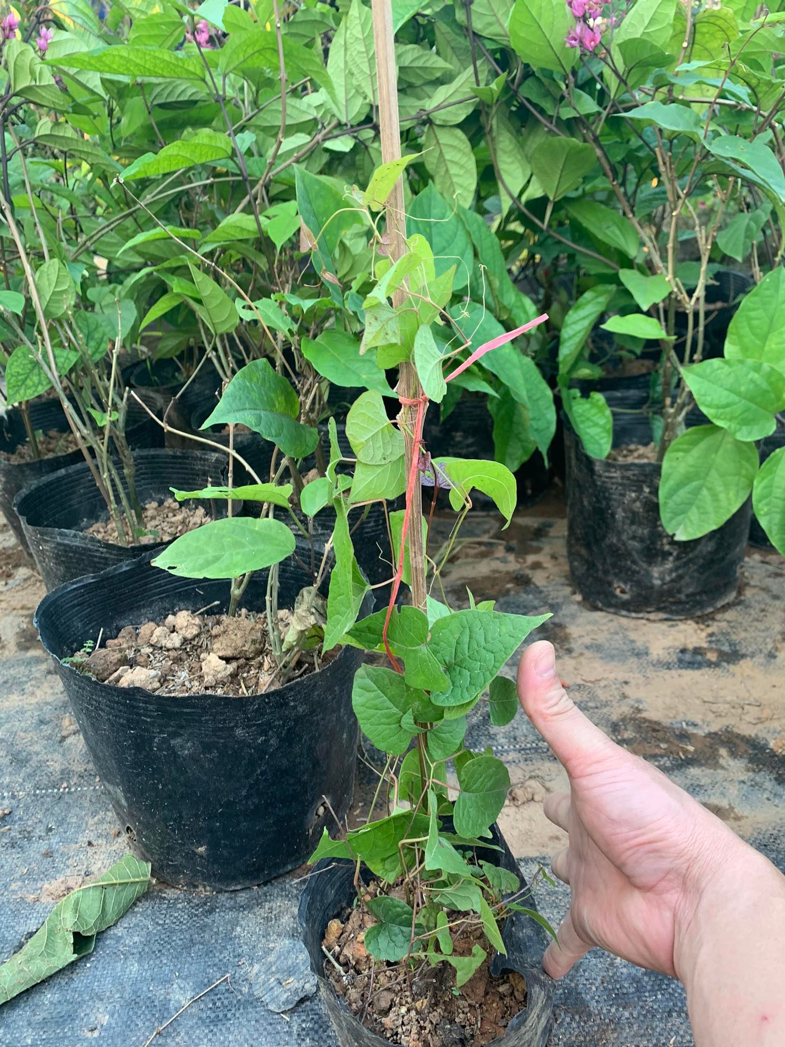 Cây hoa ty gôn cao 50-60cm (ảnh thật số 2)