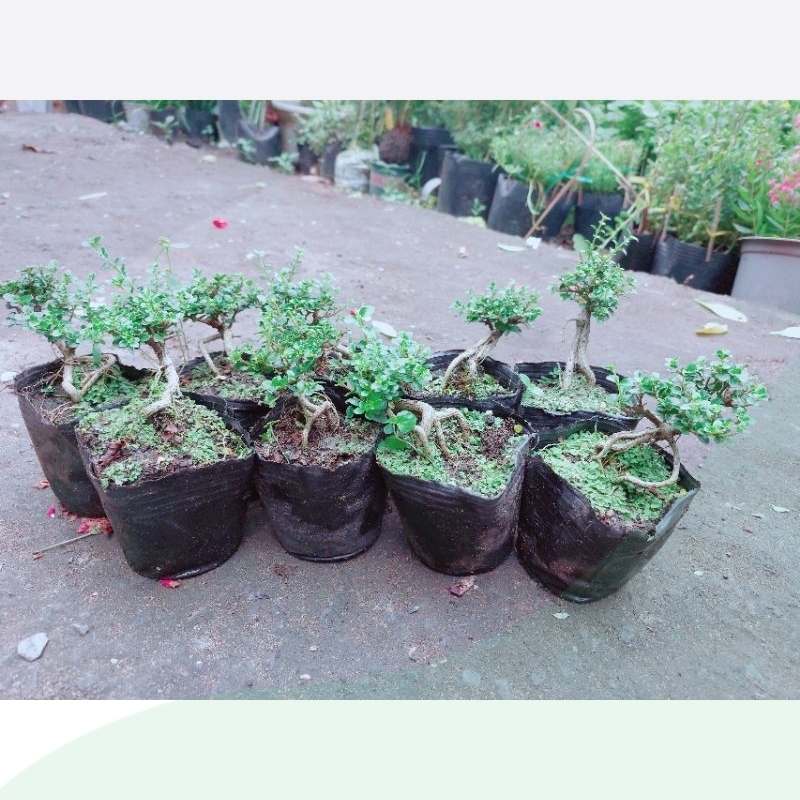 Cây Sam Hương Bonsai Mini