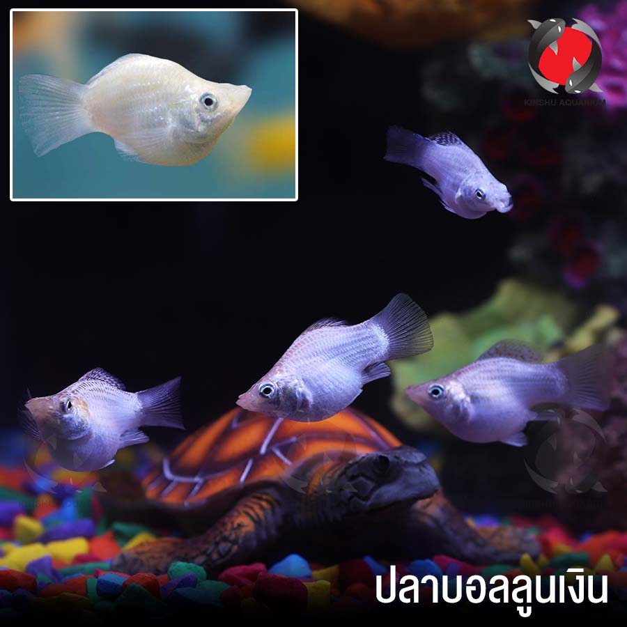 My Image 11