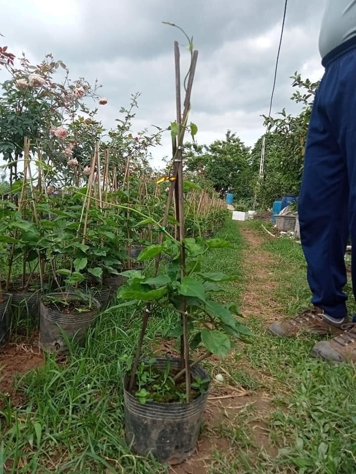 cây giống hoa thiên lý siêu hoa-feership từ 50k