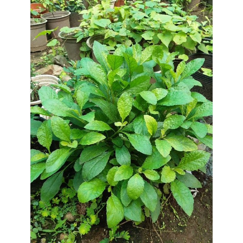 [MUA 2 TẶNG 1] 300 Hạt Giống rau cải trời
