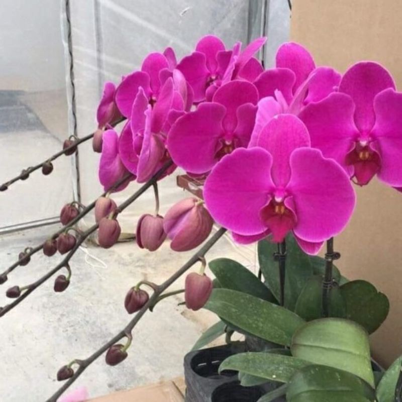 CÂY GIỐNG LAN HỒ ĐIỆP CỐC ĐẠI (ĐÃ CÓ NGỒNG - ĐỦ MÀU)