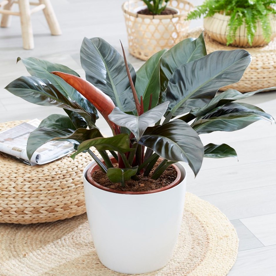 CHẬU CÂY TRẦU BÀ ĐẾ VƯƠNG TÍM( TRẦU BÀ ĐẾ VƯƠNG ĐỎ)
