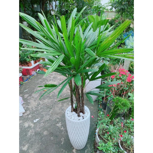Chậu Cây Trúc Mây(Cật Mật)