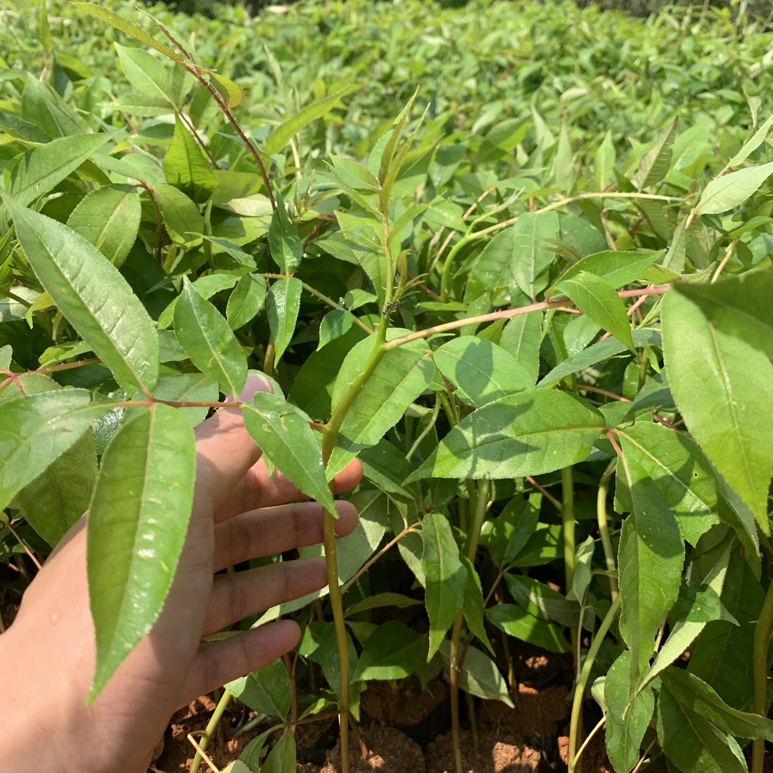 Giống cây Mắc Khén