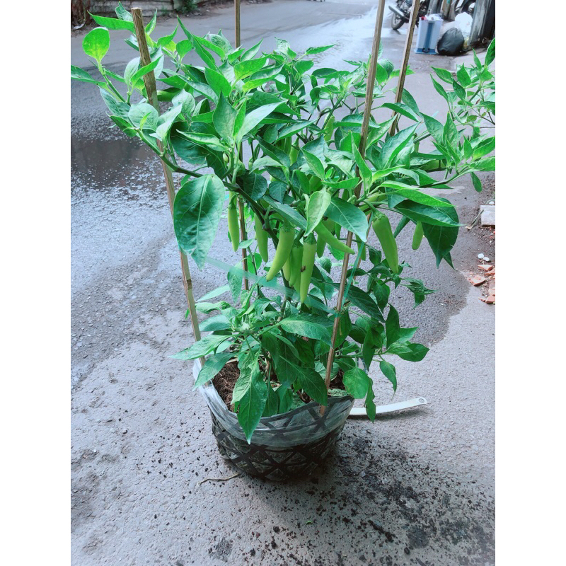 Bụi ớt sừng lớn