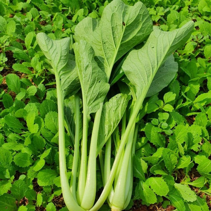 Hạt giống Cải ngọt gói 50gr