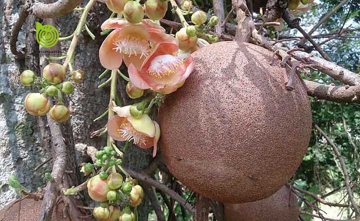 CÂY SALA ( CÂY NGỌC KỲ LÂN , CÂY ĐẦU LÂN ) CAO 80CM