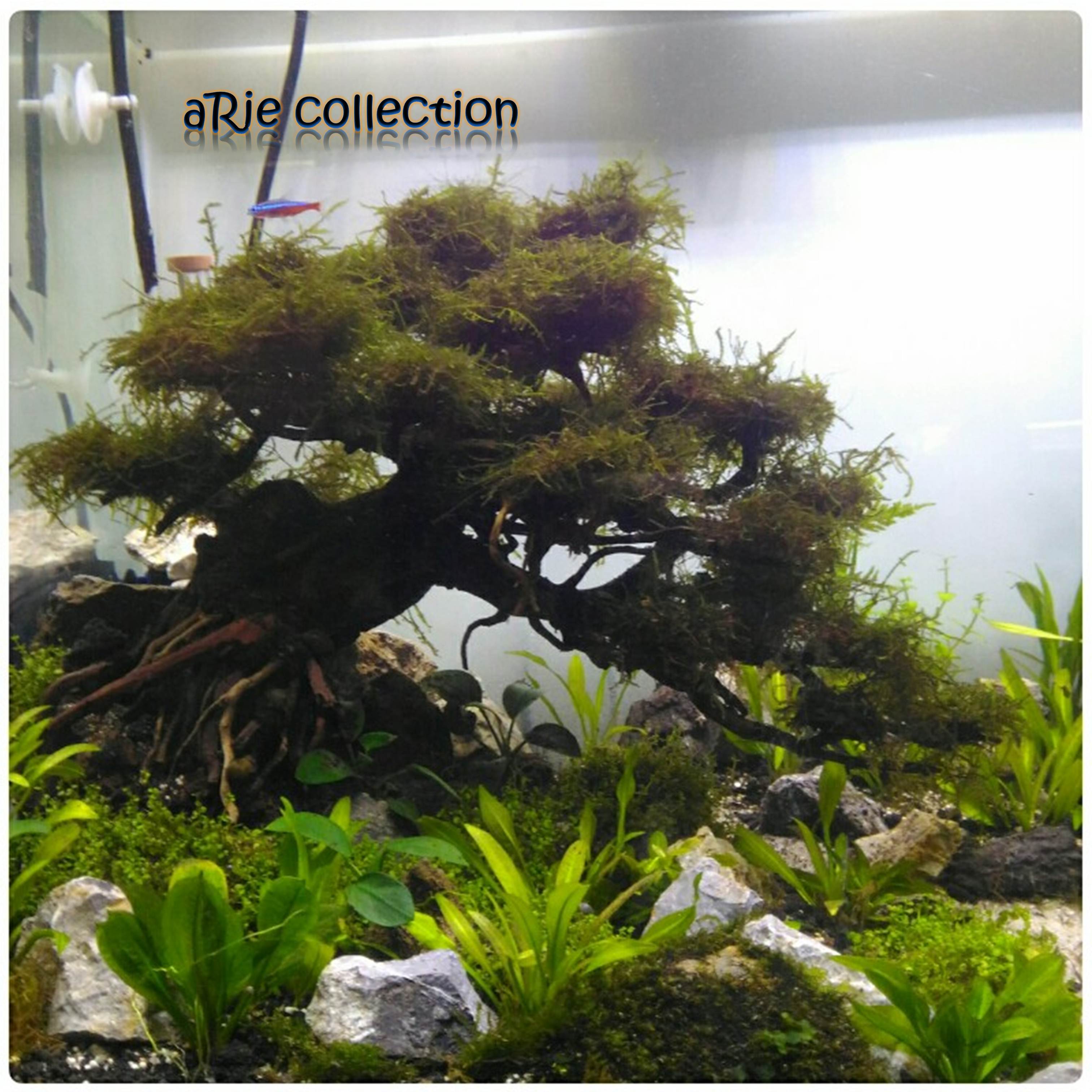 pohon bonsai doyong mini untuk aquascape aquarium siap pasang Lazada