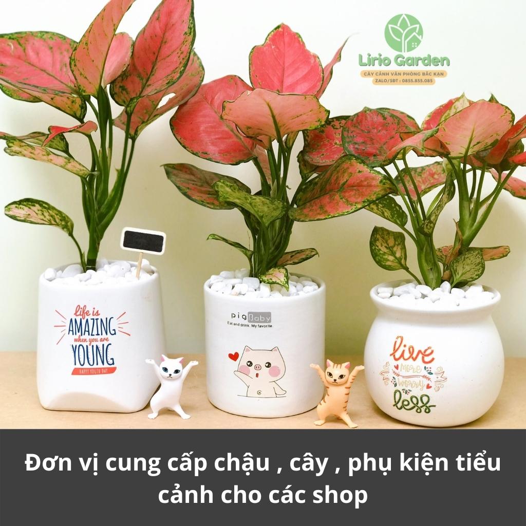 Cây hồng lộc , vạn lộc