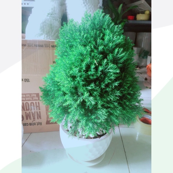 Chậu Tùng Bồng Lai