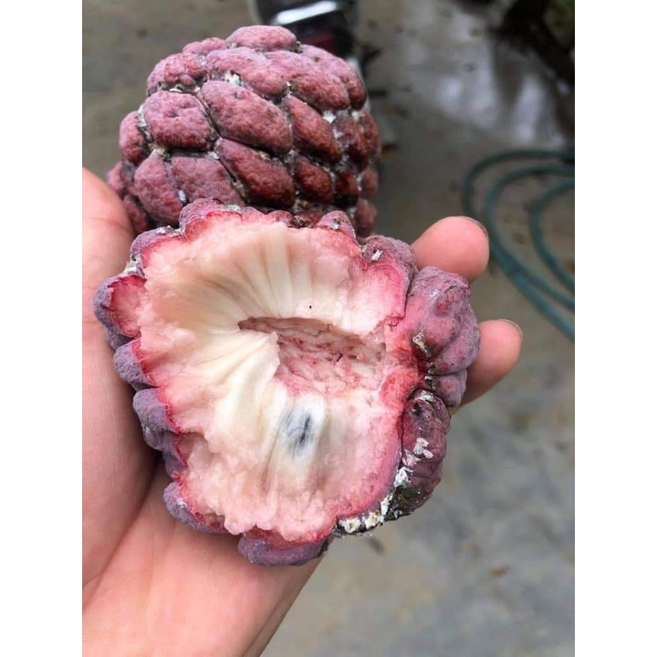 Giống Cây Na Tím (CHUẨN GIỐNG CÂY TRỒNG) - Cây Giống Tốt