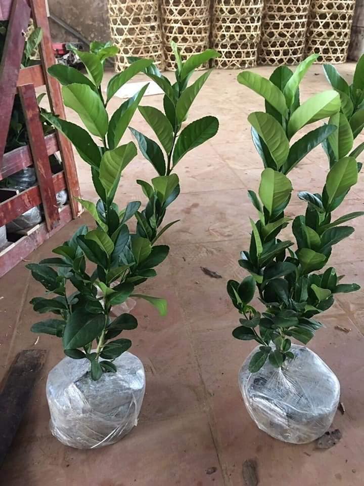 Cây giống chanh vàng Mỹ