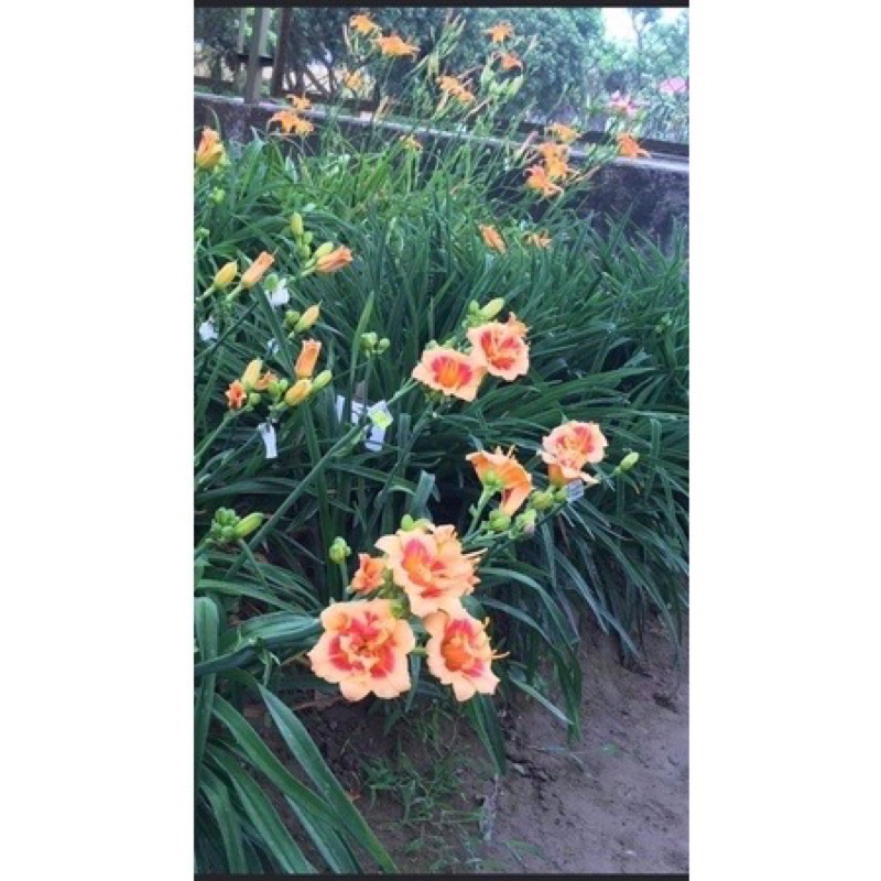 Củ hoa Hiên(1củ) - Giống Hoa Cảnh Nhập Khẩu