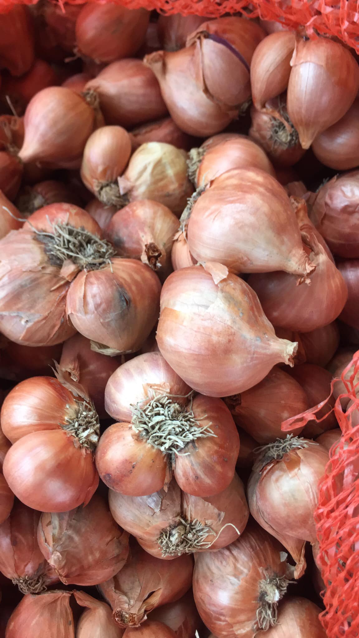 Hành Kinh Môn Hải Dương - 1Kg