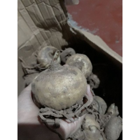 Củ hoa hồng tú cầu củ mẹ. tặng củ con.