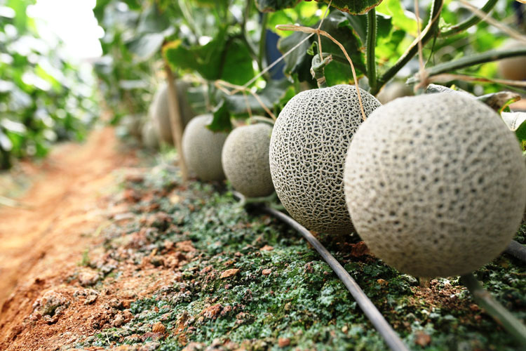 Dưa lưới giống Nhật - Ngon, giòn, ngọt