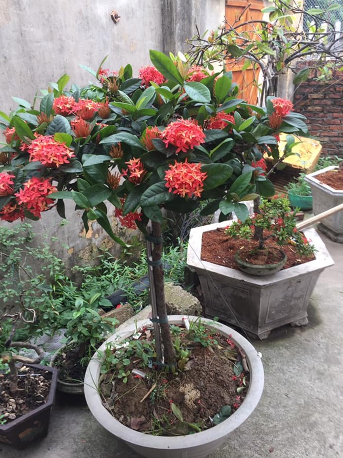 Cây hoa mẫu đơn ta chuẩn giống ĐHNN