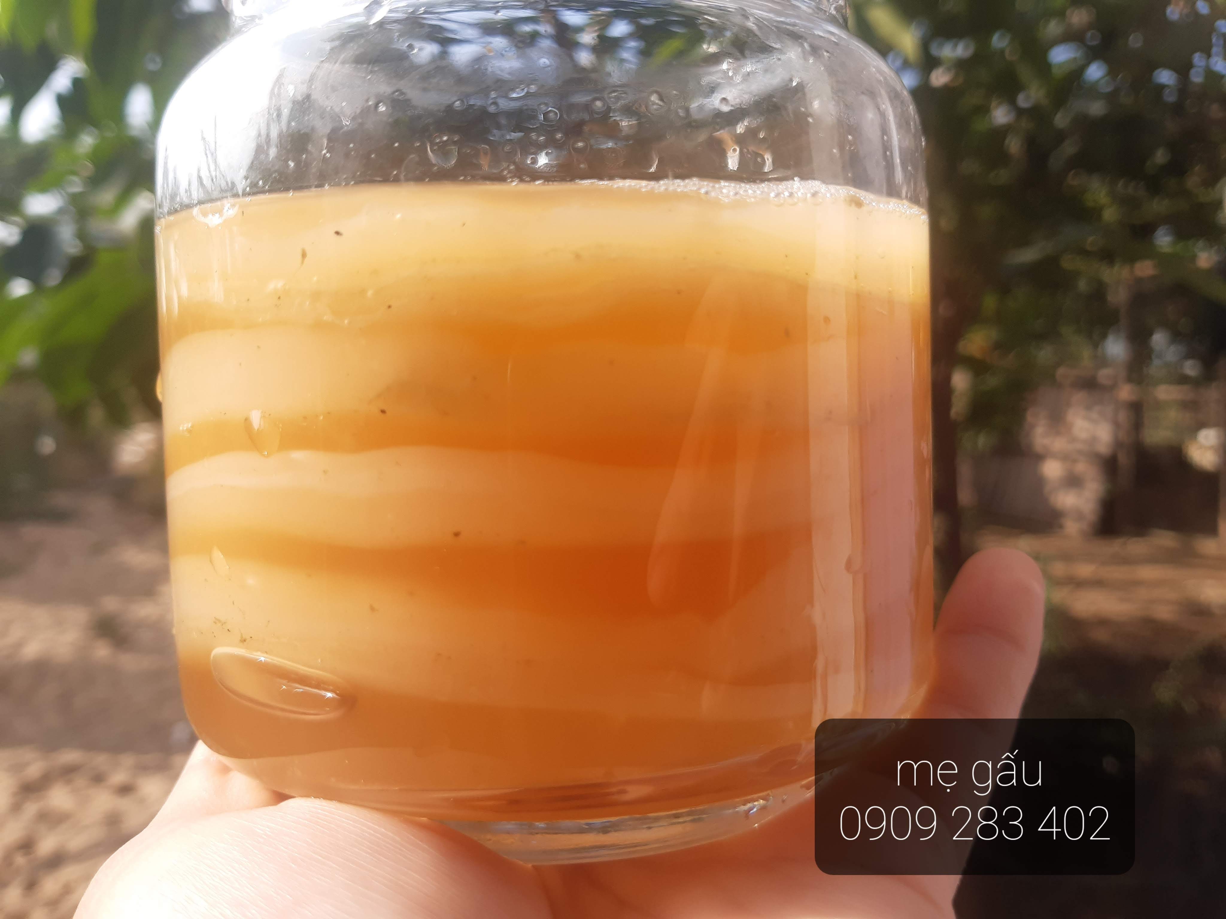 scoby kombucha( con giống thủy sâm) dùng làm trà kombucha