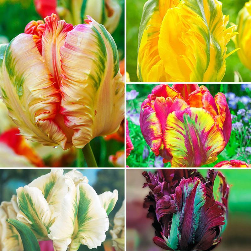 50 เมล็ดพันธุ์ Garden Seeds ทิวลิป เป็นสัญลักษณ์ของ จินตนาการ ความ