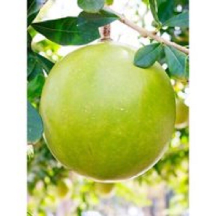CÂY GIỐNG CÂY ĐÀO TIÊN (ĐÀO TRƯƠNG SINH)