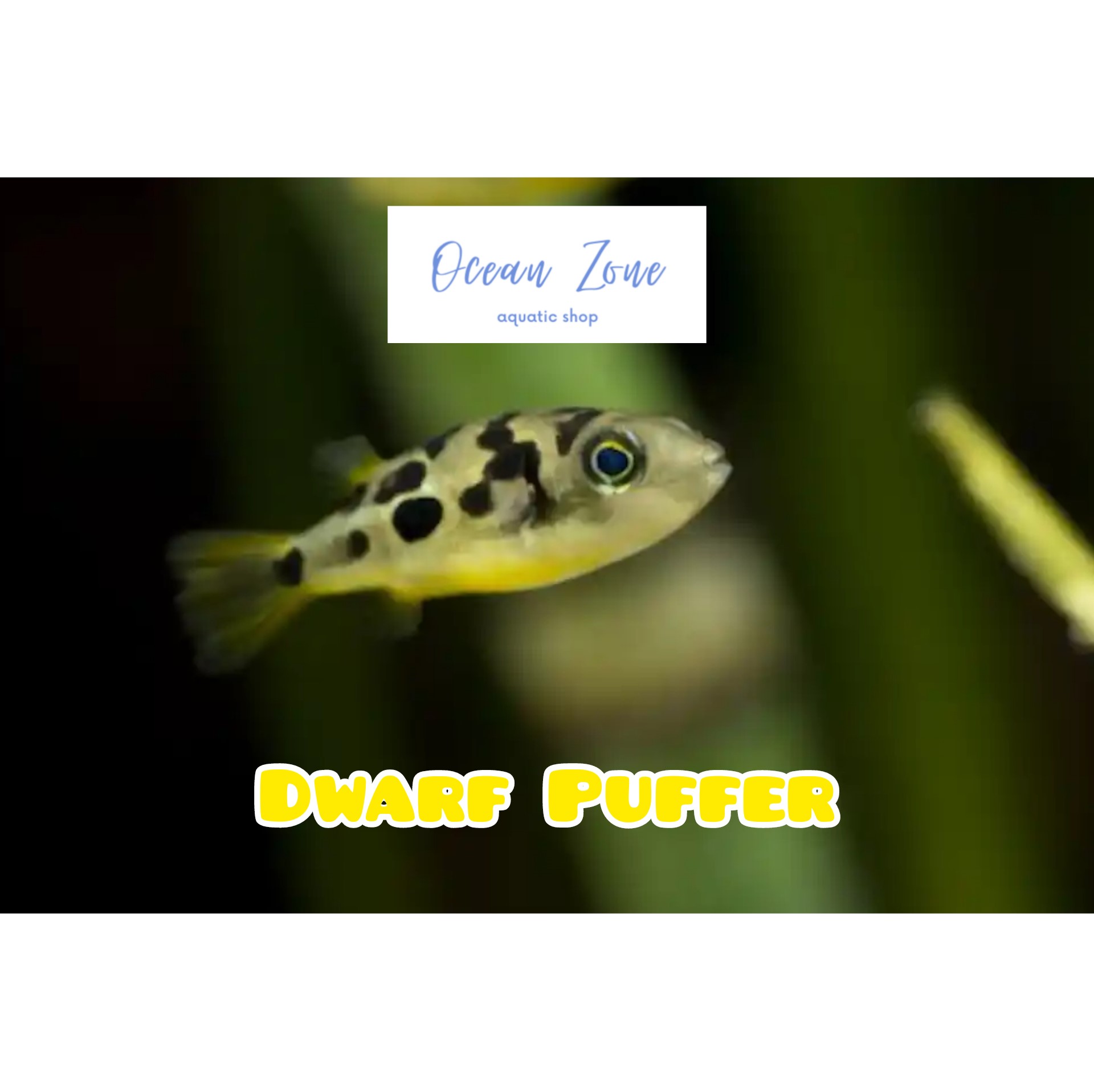 【Ocean Zone】Dwarf Puffer Fish (Snail Eater) 2pcs/5pcs Lazada