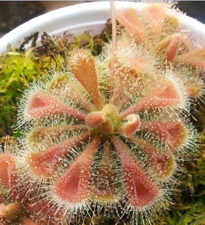 Hạt giống cây bắt mồi gọng vó 10 hạt ( Kèm 3 Viên Nén Sơ Dừa Ươm Hạt )