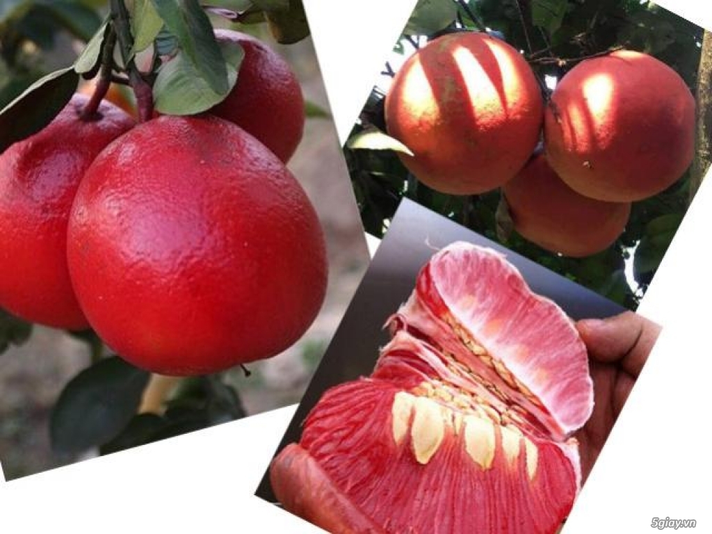 Cây giống BƯỞI ĐỎ LUẬN VĂN