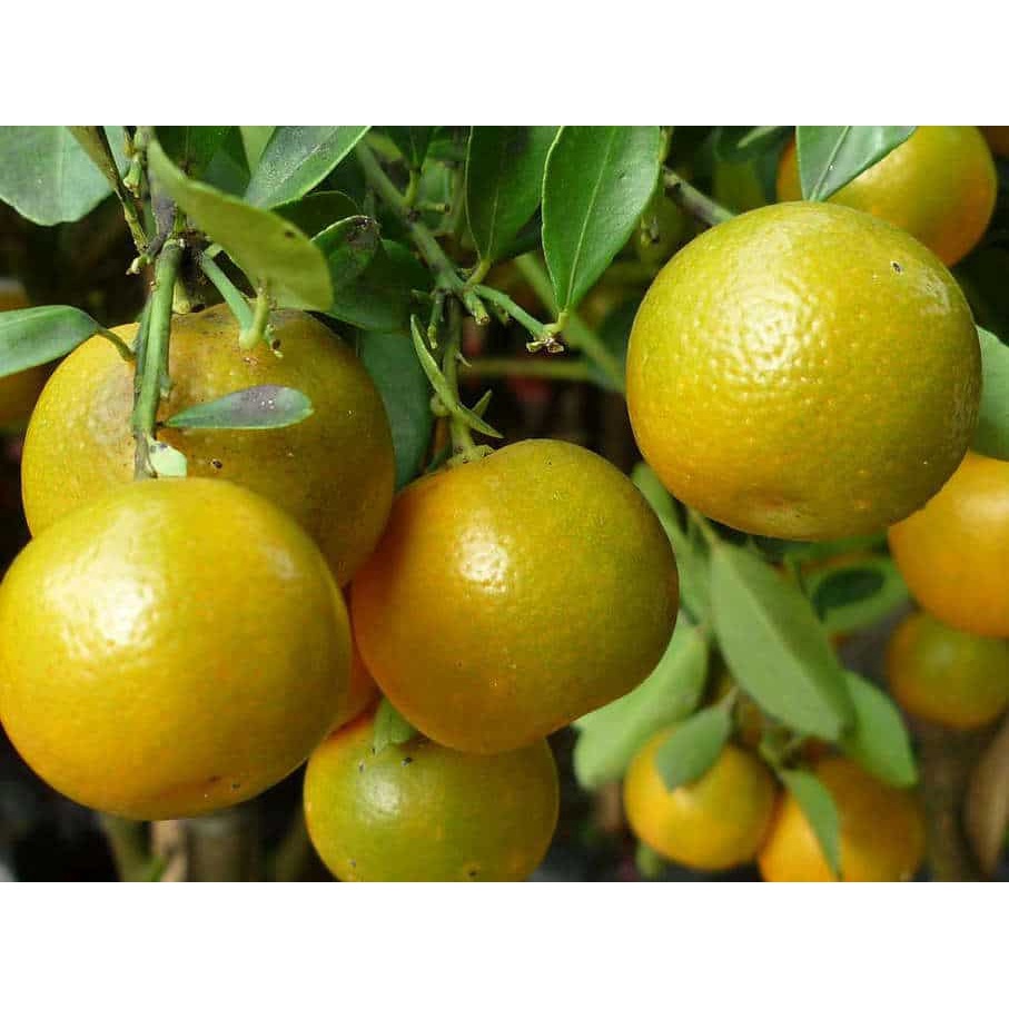 Cây giống quất chua thái, quả vàng