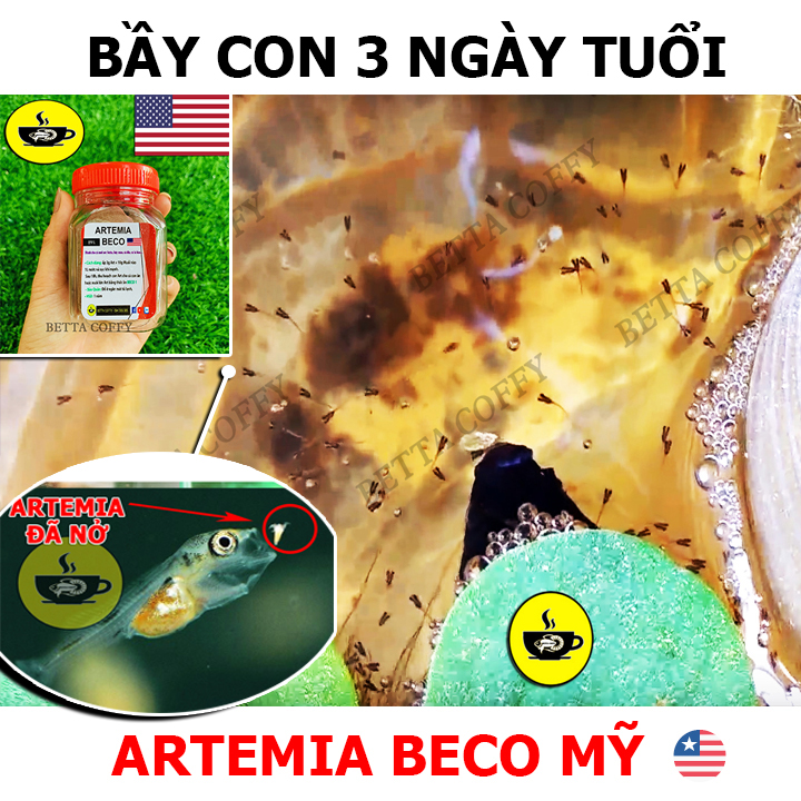 Thùng Ép Cá Betta Guppy  - Xô Kem Tròn Có Nắp