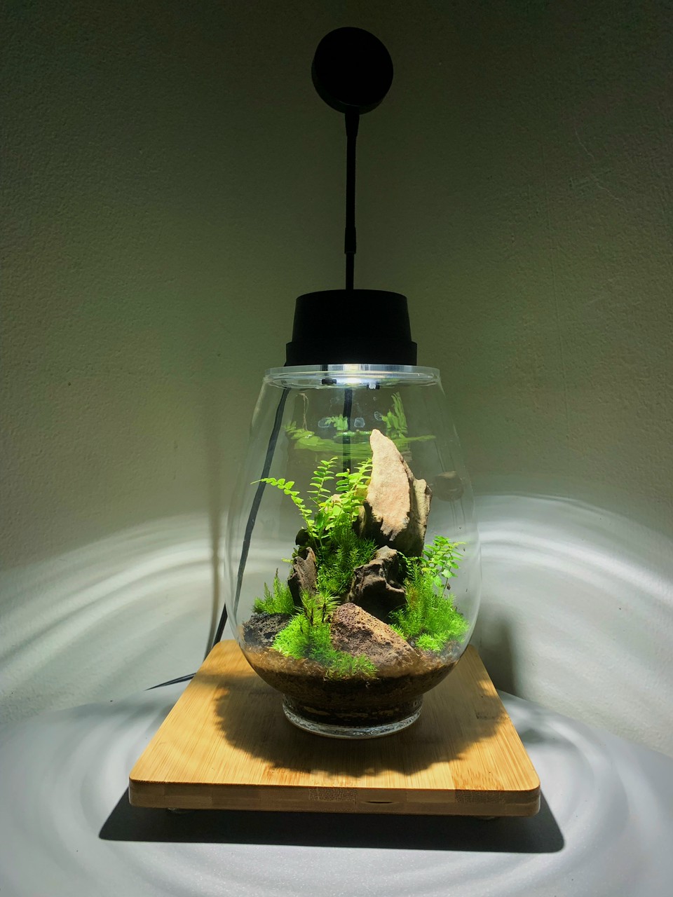 Bộ bình thủy tinh mosslight terrarium size 14x22cm
