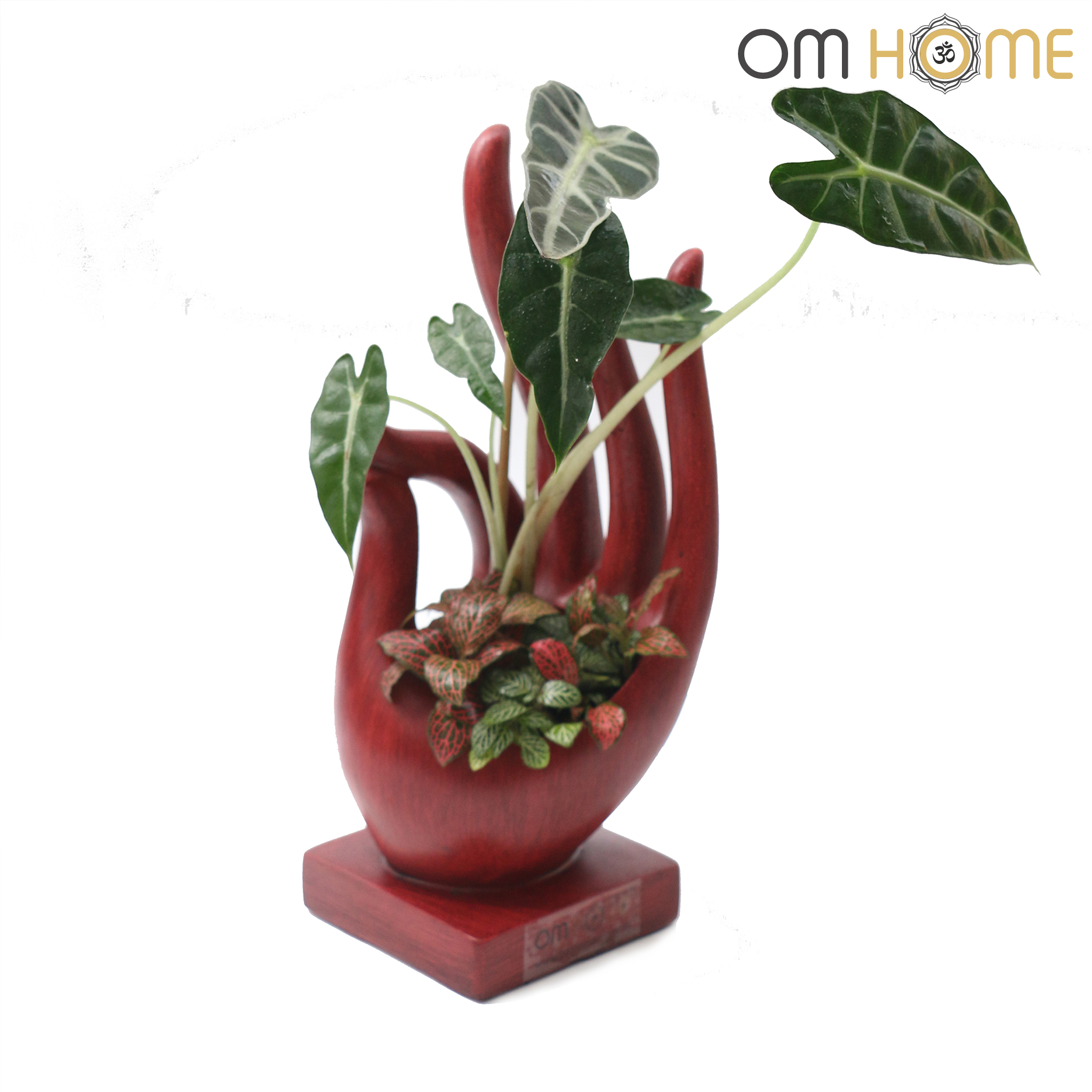 Ấn Vô Úy Có Cây Om Home (Trồng sẵn cây và chỉ giao nội thành Hồ Chí Minh)
