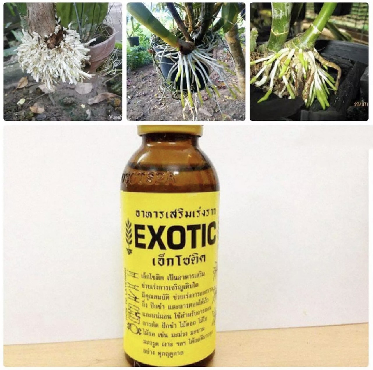 Kích rể exotic thái lan chuyên dùng cho hoa , cây cảnh , bonsai , lan , hoa hồng … , kích rễ cực mạnh