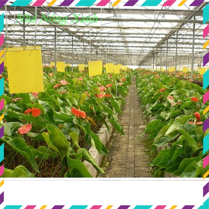 Miếng bẫy ruồi vàng, côn trùng, 2 mặt siêu dính, set 20/50 miếng