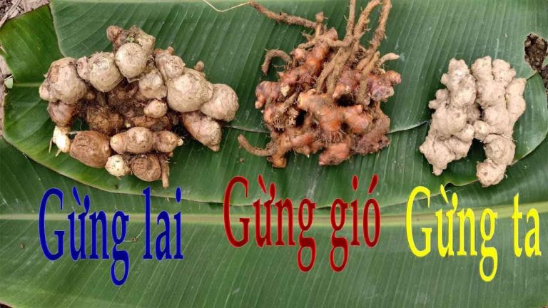 Củ gừng gió tươi 1 ký