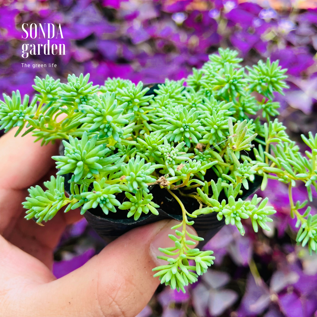 SEN ĐÁ SEDUM CƠM SIZE BÉ SIÊU KHỎE ĐẸP LỖI 1 ĐỔI 1