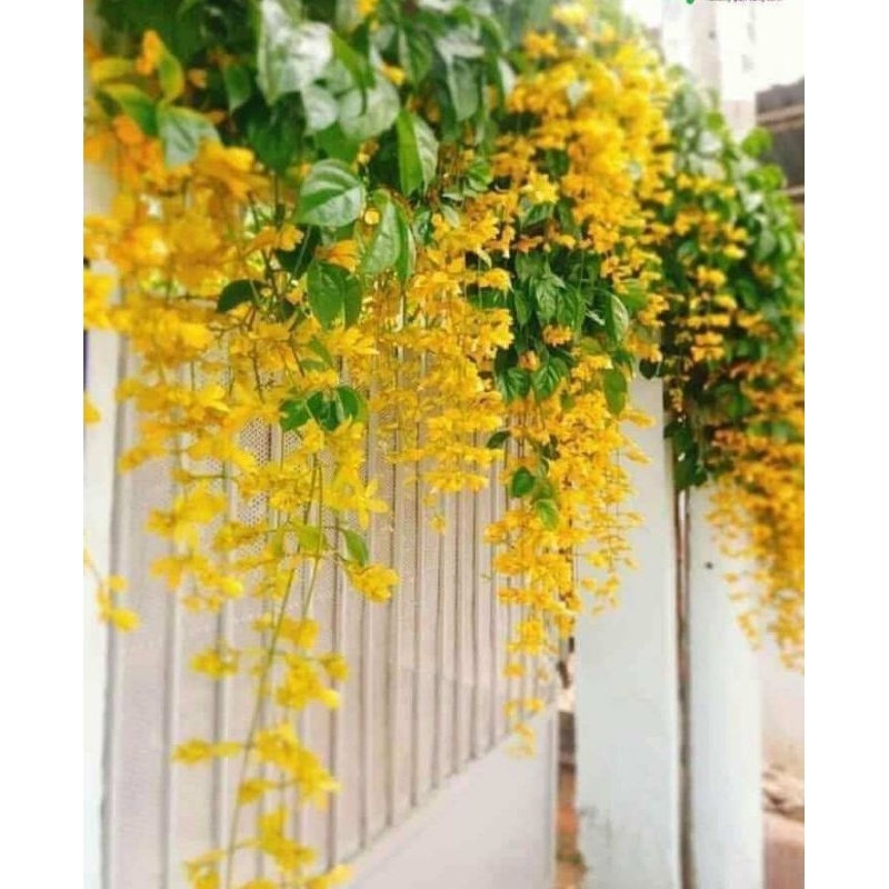 Cây hoa leo lan hoàng dương