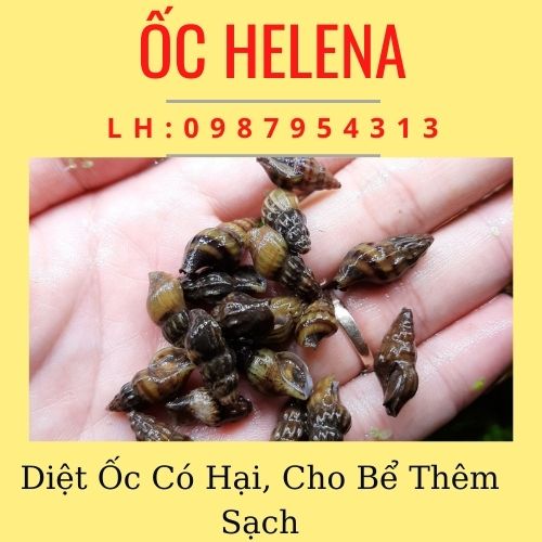 2 Mét dây OXY cho hồ cá 4 ly