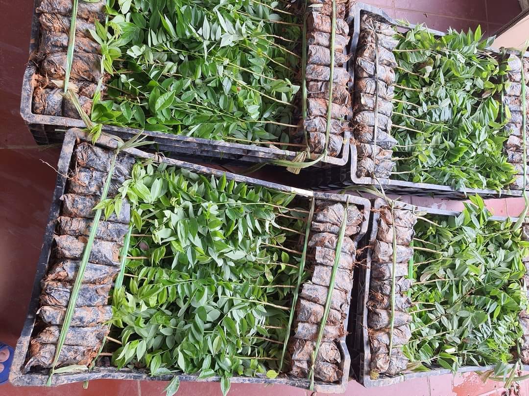 Cây sưa đỏ khỏe mạnh, dễ trồng kinh tế cao