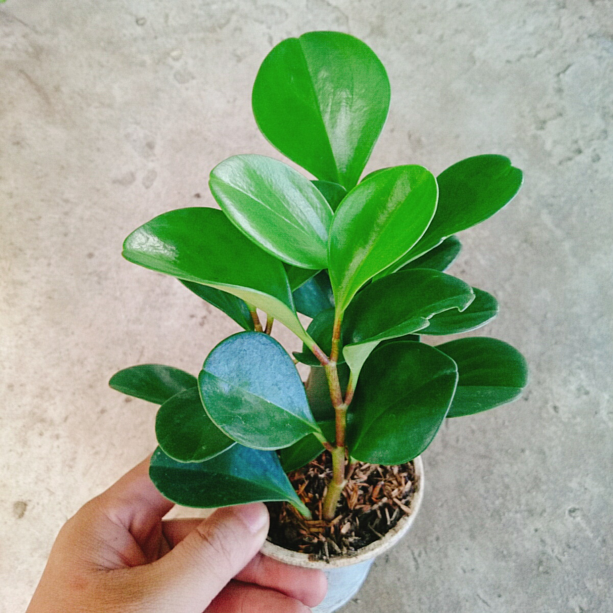 Cây Trường Sinh - cây cảnh để bàn