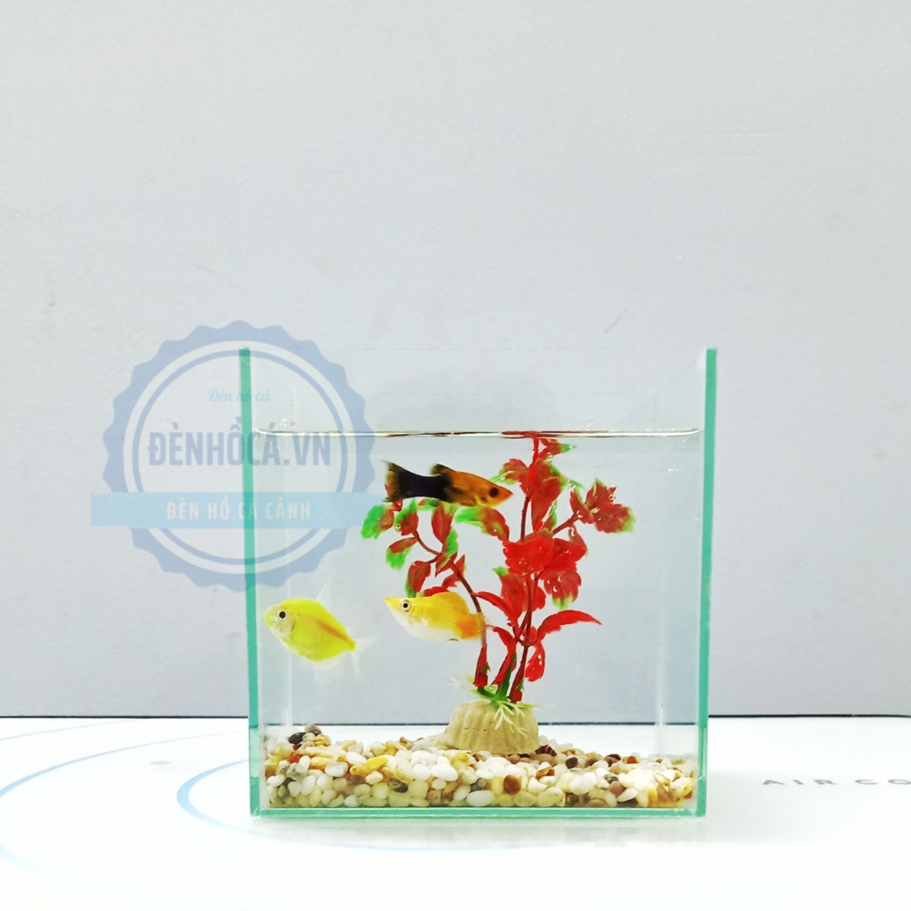 Bể cá mini Betta nhỏ xinh để bàn