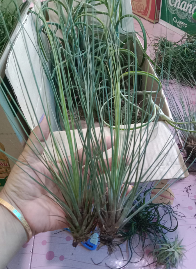 Cây không khí Juncea