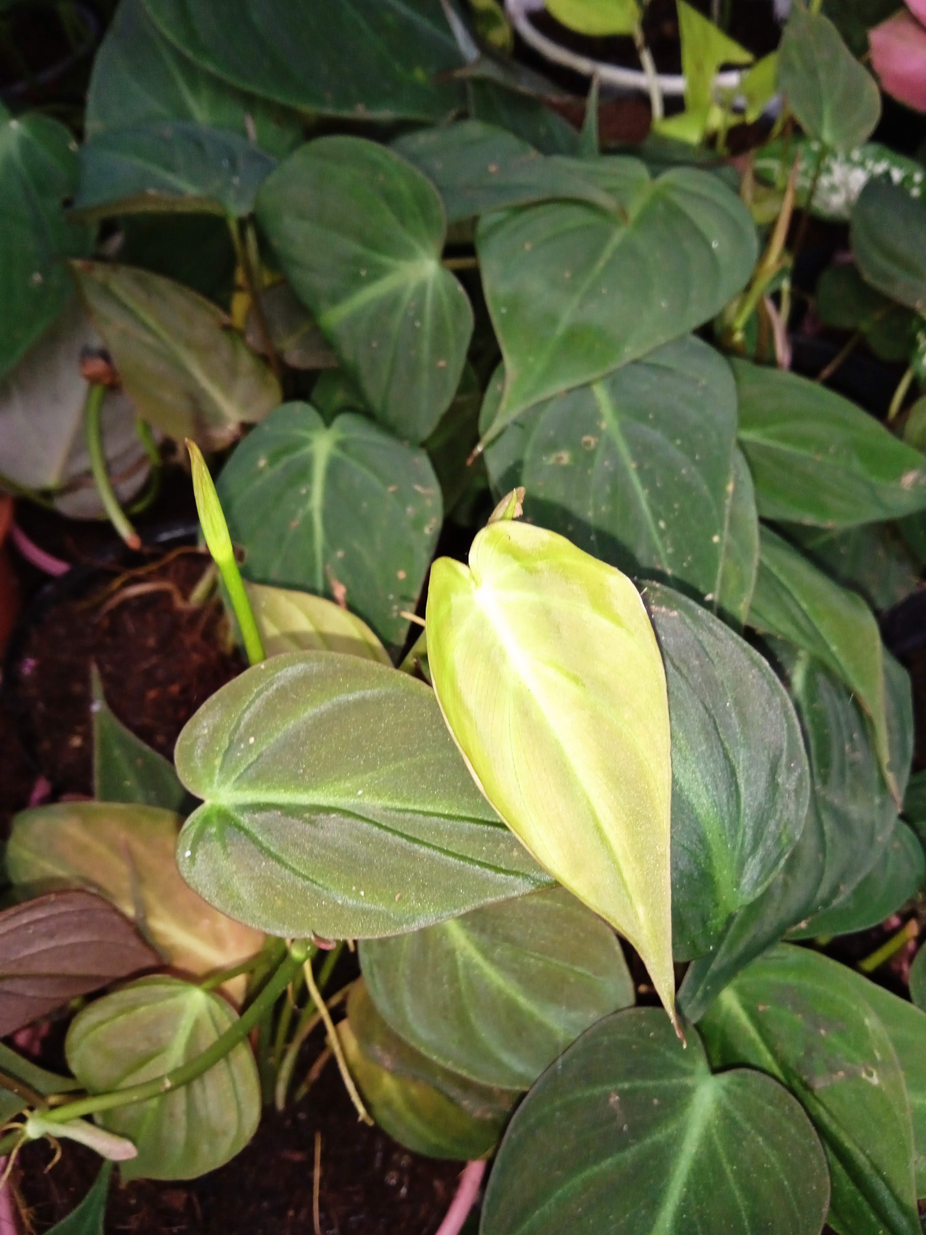 Trầu bà Mican