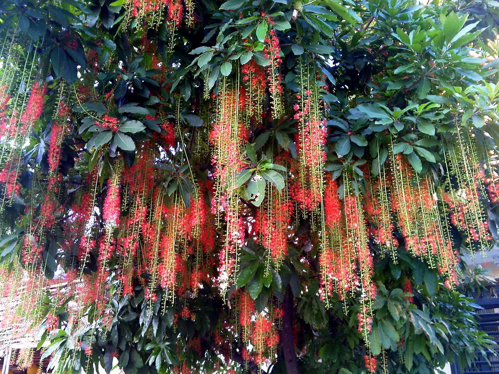 cây giống Lộc Vừng