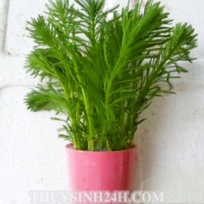 Combo 8 Loại Cây Thuỷ Sinh