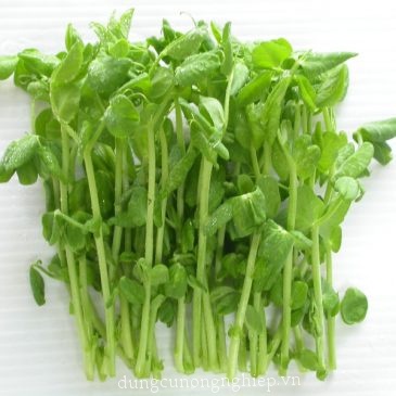 Hạt giống rau mầm các loại