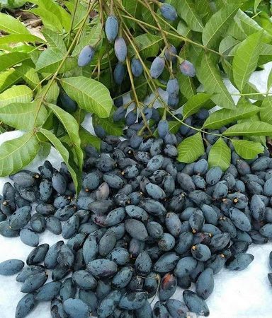 CÂY TRÁM ĐEN NẾP CAO SẢN GIỐNG