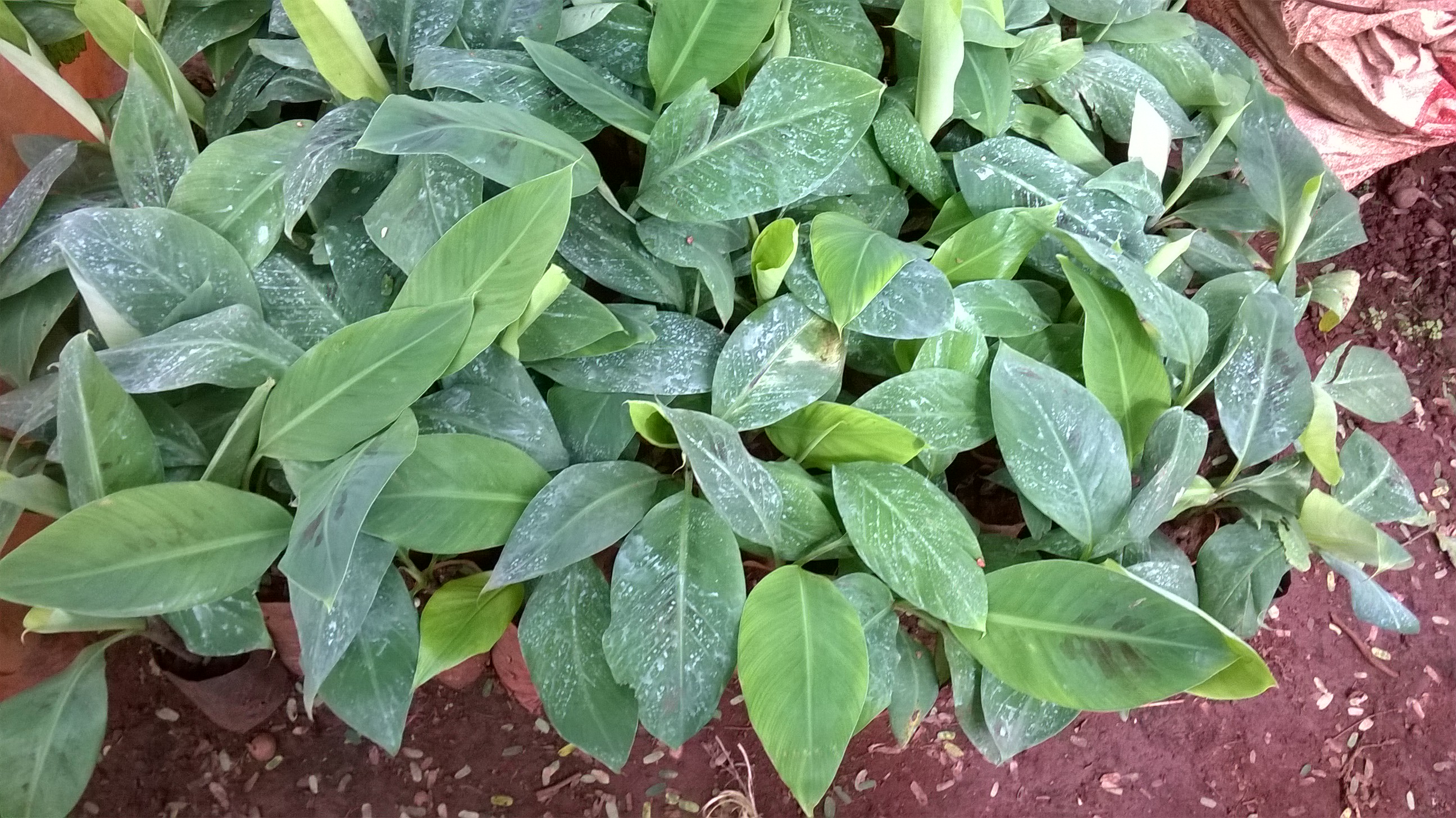 CÂY GIỐNG CHUỐI CAU DỄ TRỒNG.